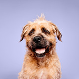 Paul Mitchell Pet Calming Lavender Mint Shampoo 500ml