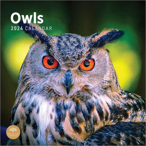 Owls 2024 Wall Calendar (Bright Day) front cover