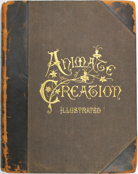 Animate Creation Volume IV Birds; Popular Edition of "Our Living World," A Natural History (Revised And Adapted To American Zoology) front cover by J.G. Wood, Joseph B. Holder