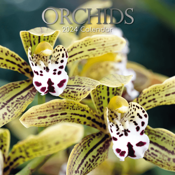 Orchids 2024 Wall Calendar front cover, ISBN: 1804108189