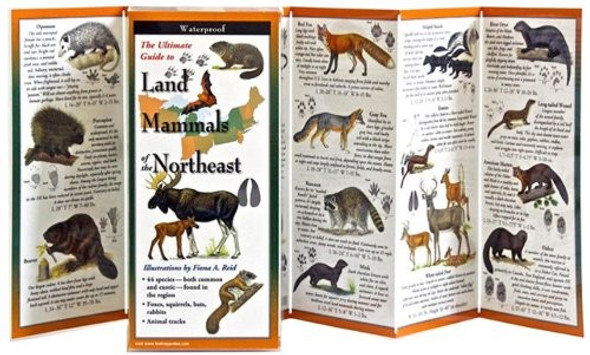 Land Mammals of the Northeast (Foldingguides) front cover, ISBN: 1935380575