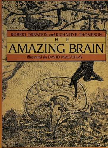 The Amazing Brain front cover by Robert E Ornstein, Richard F Thompson, David Macaulay, ISBN: 0395354862