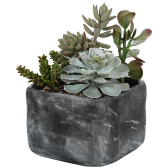 Alverio Succulents in Charcoal Gray (52|60173)