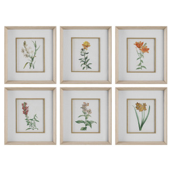 Classic Botanicals Framed Prints Set/6 in Pine Wood (52|32284)