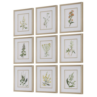 Botanical Flowers Framed Prints, S/9 in Champagne Gold (52|32339)