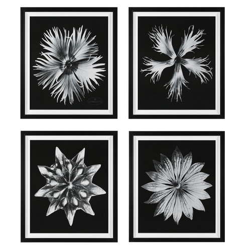 Contemporary Floret Framed Prints in Black And White (52|41427)