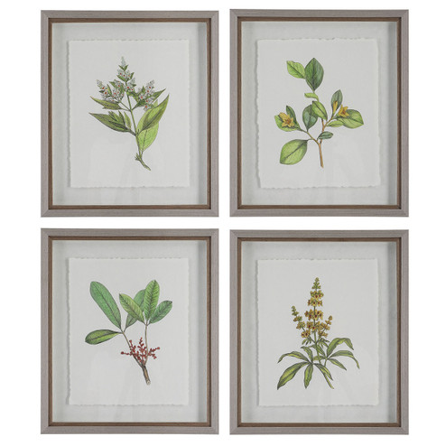 Wildflower Study Framed Prints, S/4 in Light Gray (52|41461)