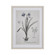 Daffodil Botanic Framed Wall Art in Cream (45|S0056-10634)