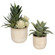 Seaside Succulents Succulents, Set/2 in Glazed In Neutral Tan (52|60208)