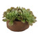 Sable Succulent Accent In Pot in Natural Terracotta (52|60267)