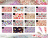 Japanese Floral Nail Art Foils (15 Designs Available)