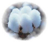 A Brief History of Cotton in America: From the Cotton Gin to 100% Cotton Today 