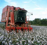How Is Cotton Picked Today? Inside Modern Cotton Harvesting