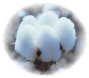 A Brief History of Cotton in America: From the Cotton Gin to 100% Cotton Today 