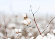 The Life Cycle of a Cotton Plant: From Seed to 100% Cotton Sweatshirt