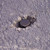 7/8'' Asphalt Plug, close-up of a black rubber plug fitted into a hole in the asphalt surface for road repair.