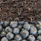 Blueberry Flavored Oolong Tea