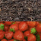 Strawberry Flavored Oolong Tea