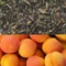 Apricot Flavored White Tea