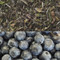 Blueberry Flavored White Tea