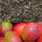 Mango Flavored White Tea