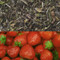 Strawberry Flavored White Tea