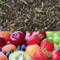 Summer Fruits Flavored White Tea