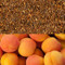 Apricot Flavored Rooibos Tea