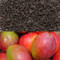 Mango Flavored Black Tea