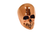 V-FACTOR SKULL SHIFT KNOBS V-FACTOR SKULL SHIFT KNOBS