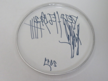 Belphegor Signed Drumhead