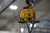 Ingersoll Rand ML250K-2C10-C6U MLK Series Air Chain Hoist | 1/4 Ton Capacity | 10 ft. Lift | Steel Snap Hook | Pendent Control