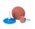 United Abrasives 52227 Sait-Lok Laminated Disc | 2" Diameter | 2A Aluminum Oxide 100 Grit | Sold by Pack of 100
