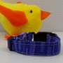 Purple DashStripe