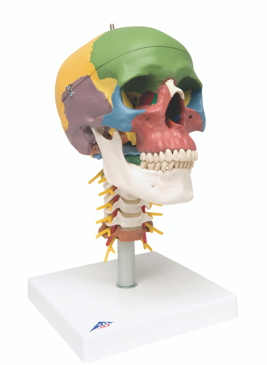 Bones of the Skull Anatomy - Jacksonville Orthopaedic Institute