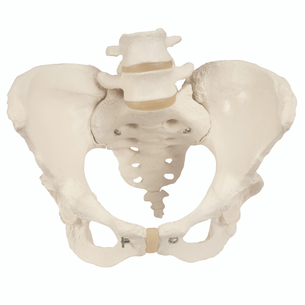 骨格分離モデル（全身） - 3B Smart Anatomy 骨格分離モデル，筋表示型（全身） | 日本スリービー・サイエン