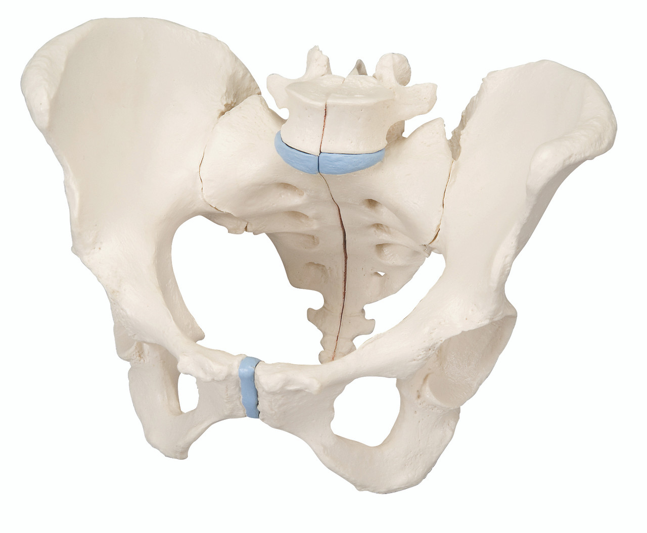 female pelvis bones anatomy