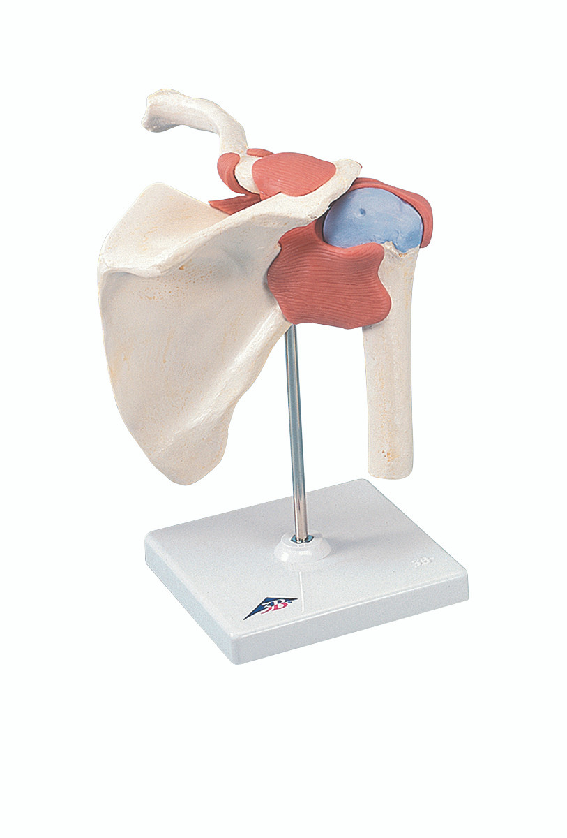 Functional Shoulder Joint Model with 3B Smart Anatomy Included