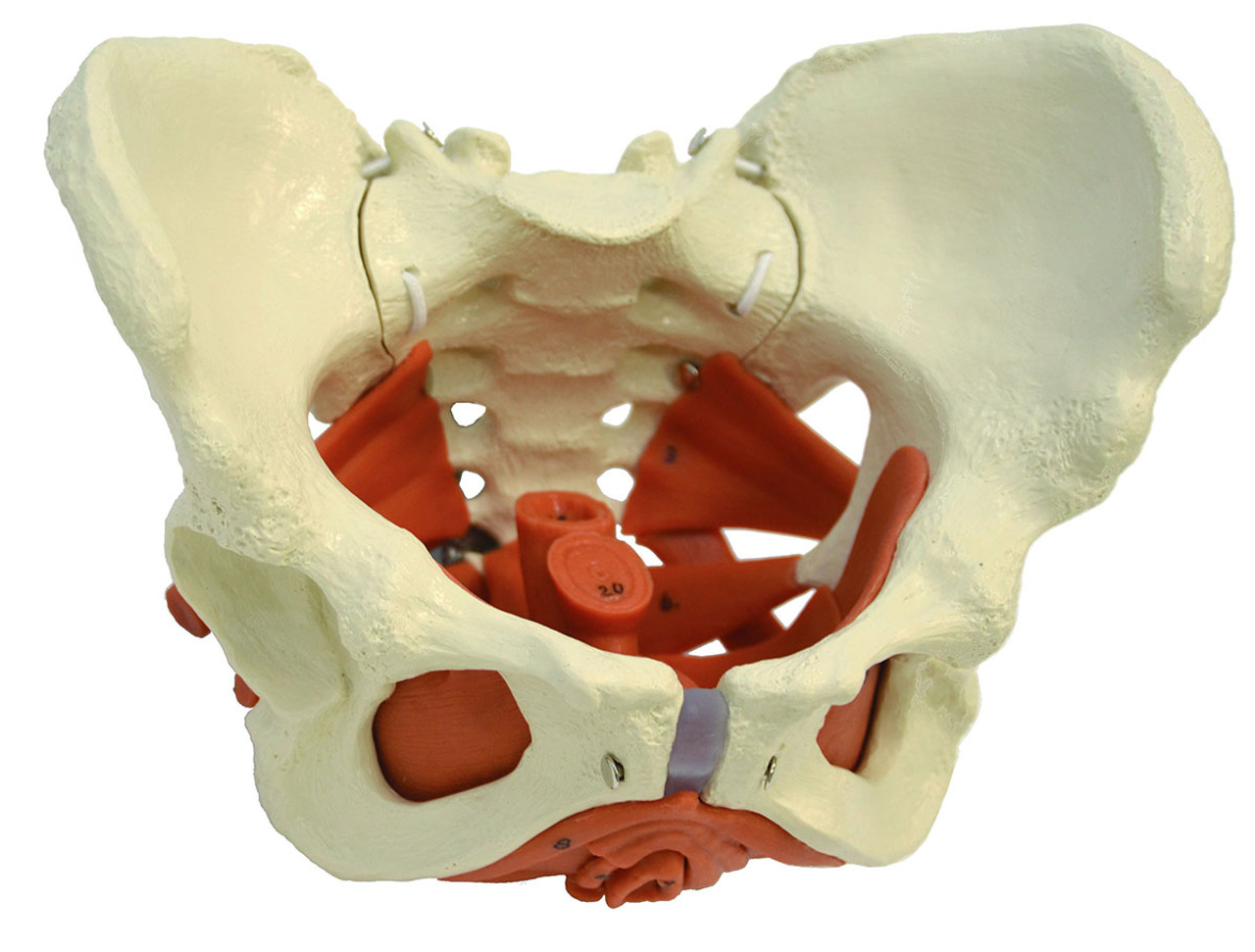 Female Pelvic Skeletal Model with Pelvic Floor Muscles, Rudiger Anatomie