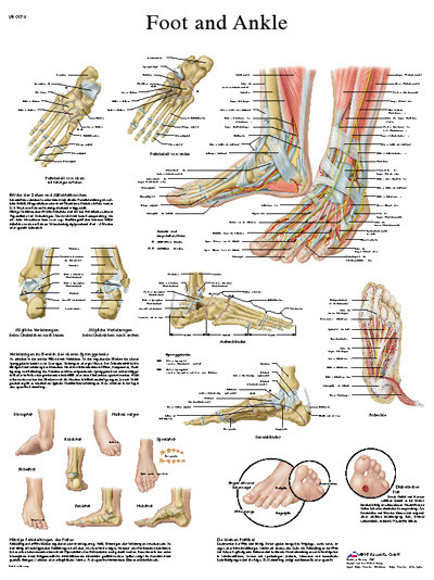 Anatomical Chart Foot & Ankle; chart measures 20x25in. 50x67cm. Paper.