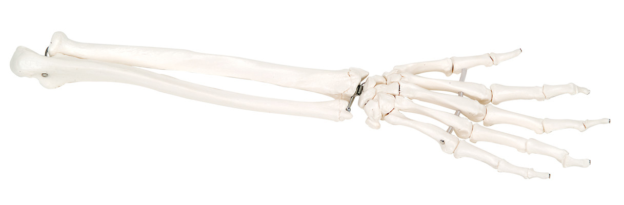 Left Hand, Ulna and Radius Skeleton Model (bungee)
