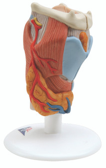 Anatomical Larynx 2-Part Model with 3B Smart Anatomy