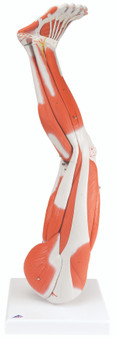Muscular Leg Model, Regular 9-Part with 3B Smart Anatomy