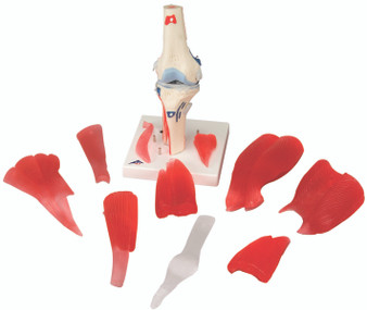 Knee Joint Anatomical Model with Removeable Muscles and 3B Smart Anatomy (EN-124527)