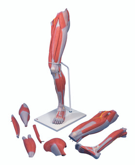 Muscular Leg Model, Regular 9-Part with 3B Smart Anatomy