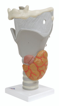 Functional Larynx Model with 3B Smart Anatomy