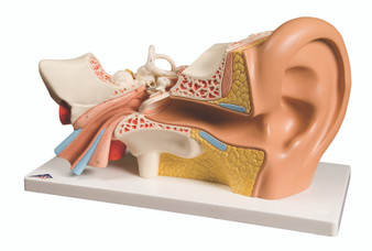 Human Ear 4-Part with 3B Smart Anatomy