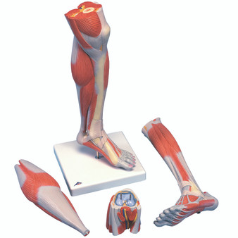 Anatomical Lower Leg Model with Detachable Knee, 3B Smart Anatomy