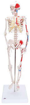 Shorty the Mini Skeleton with Muscles on Mounted Base