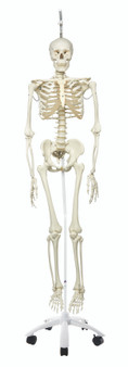 Physiological Skeleton on Roller Stand